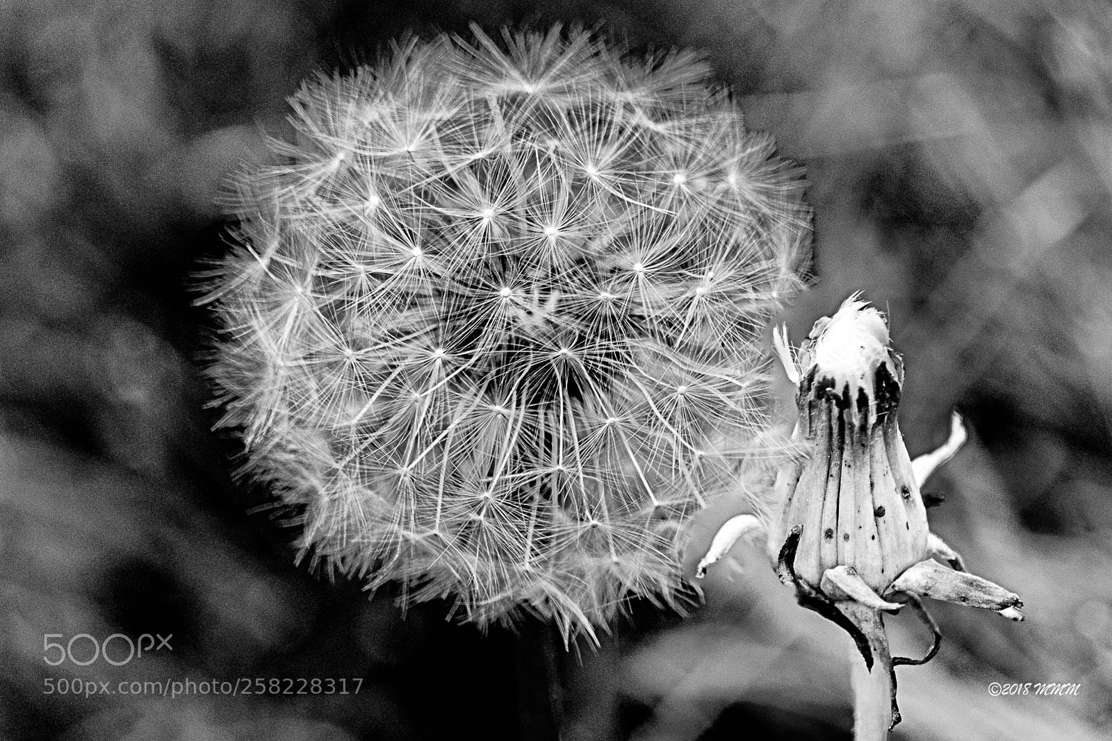 Canon EOS 77D (EOS 9000D / EOS 770D) sample photo. Infrared weed photography