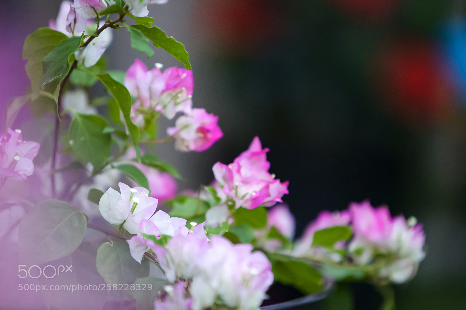 Canon EOS 5D Mark II sample photo. Imperial thai delight photography