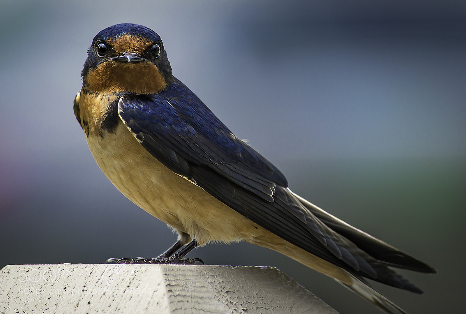 Nikon D3200 sample photo. Barn swallow photography