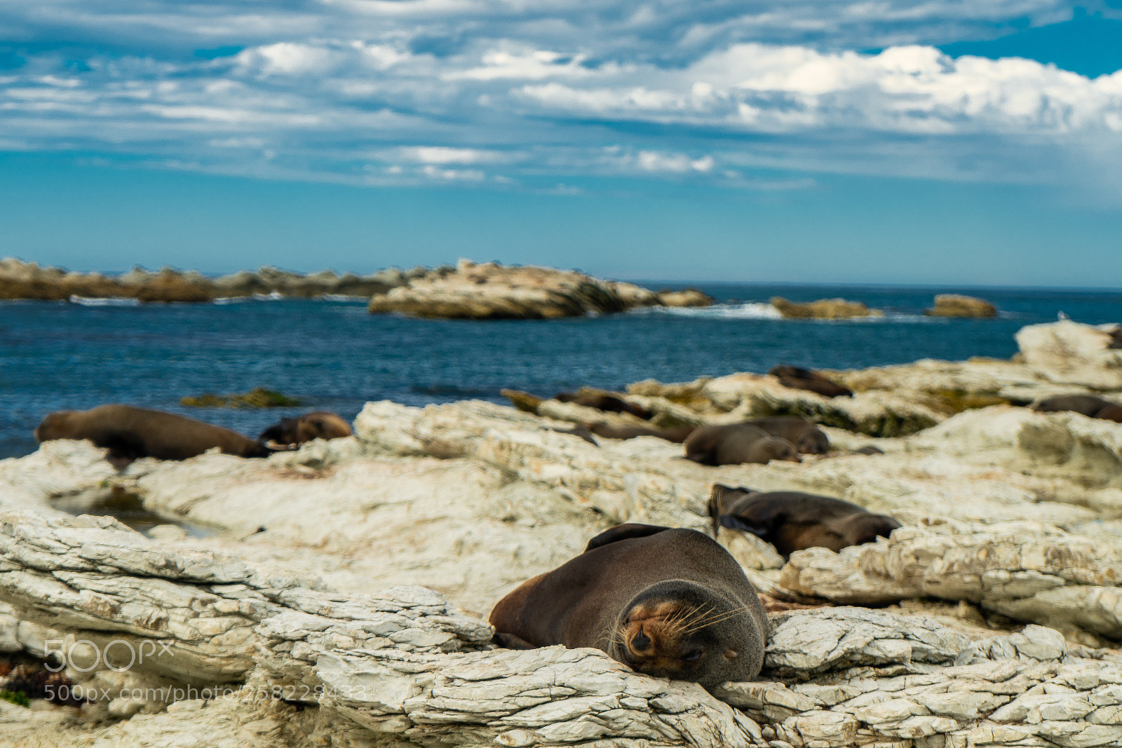 Sony a7R II sample photo. Kaikoura photography