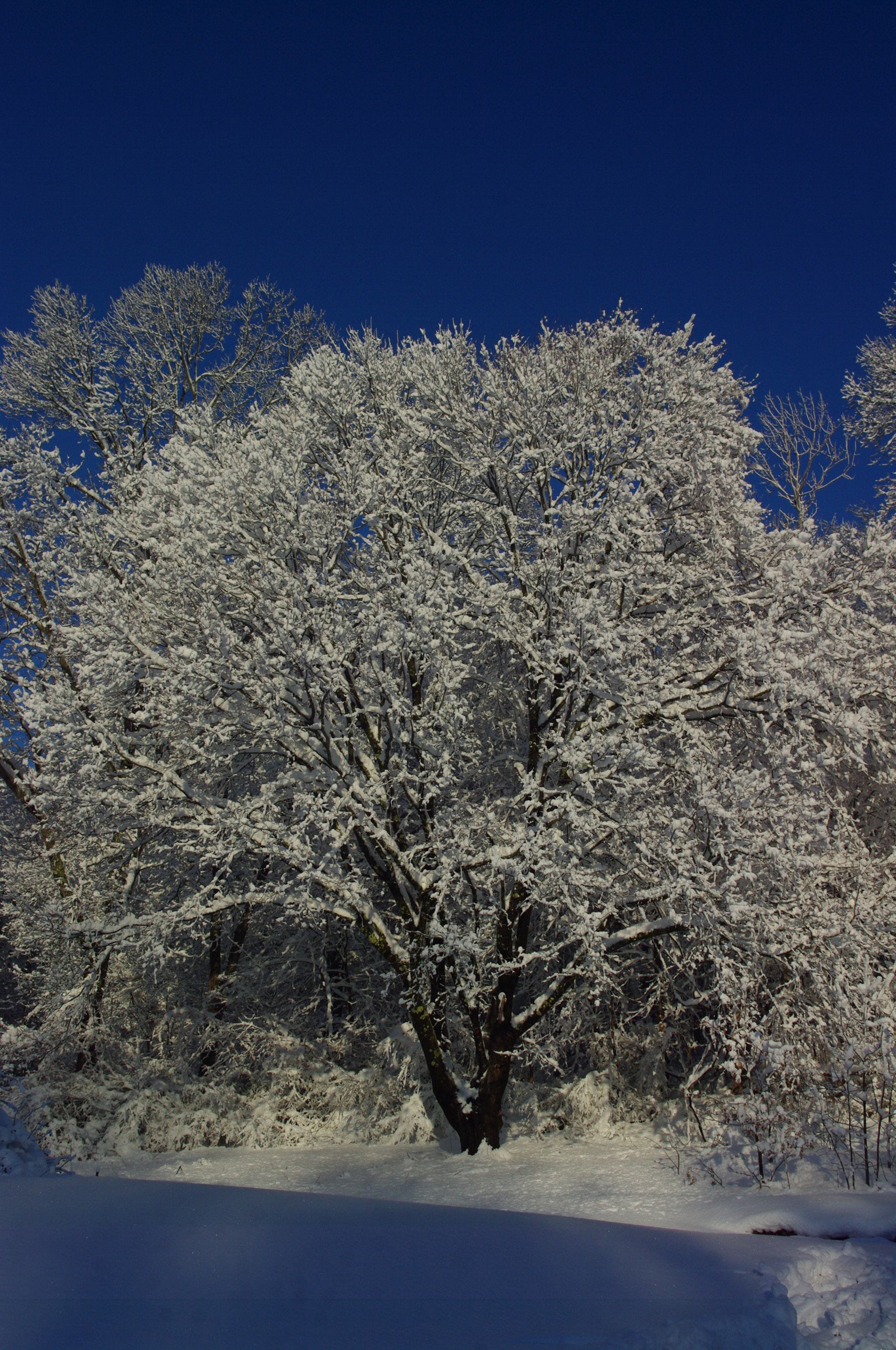 Pentax K20D sample photo. Snow covered tree photography