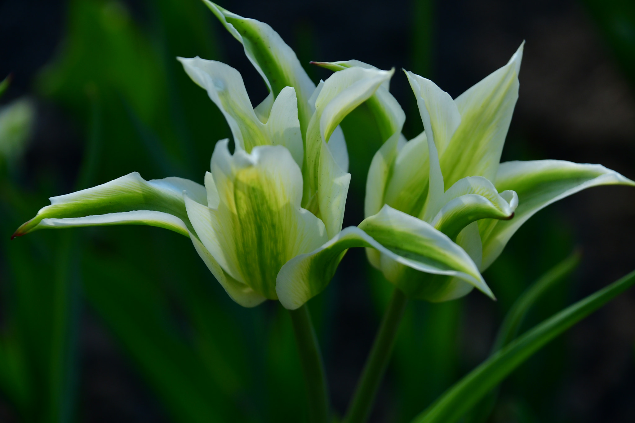 Nikon D7500 sample photo. Green tulip  photography