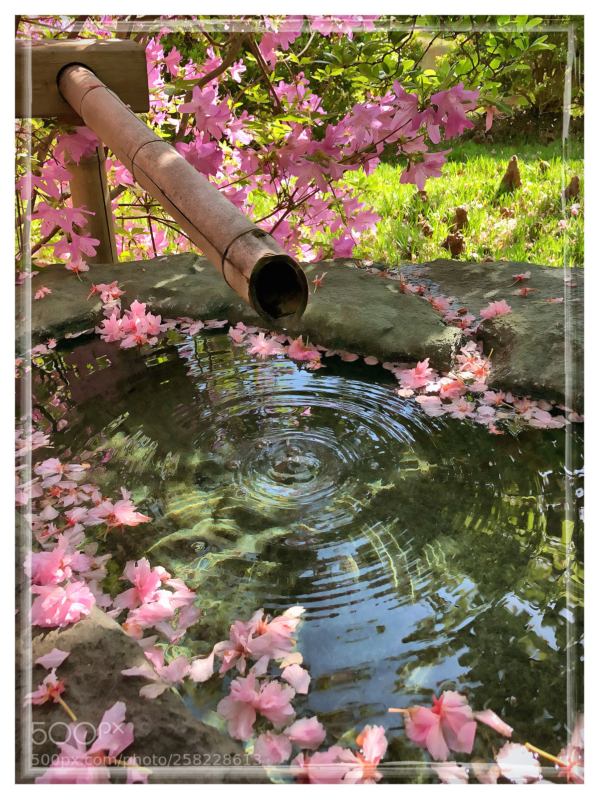 Apple iPhone X sample photo. Seiwaen garden - bamboo photography