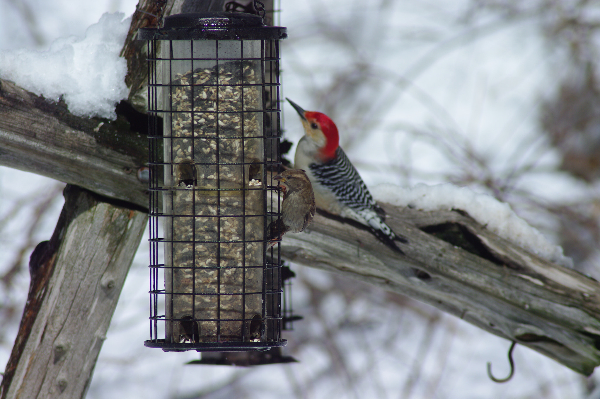 Tamron AF 70-300mm F4-5.6 LD Macro 1:2 sample photo. Red belly photography