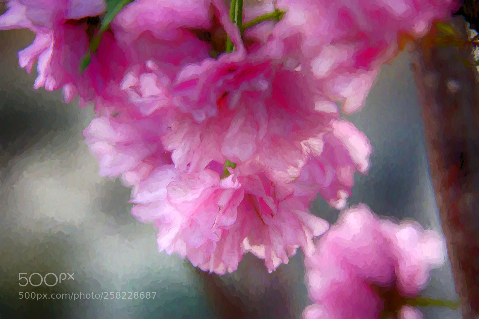 Nikon D7200 sample photo. Cherry blossom photography