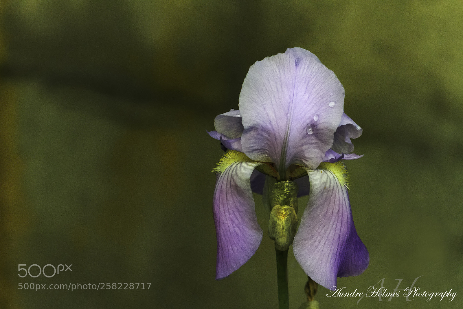 Canon EOS 7D sample photo. Purple flower harrodsburg photography