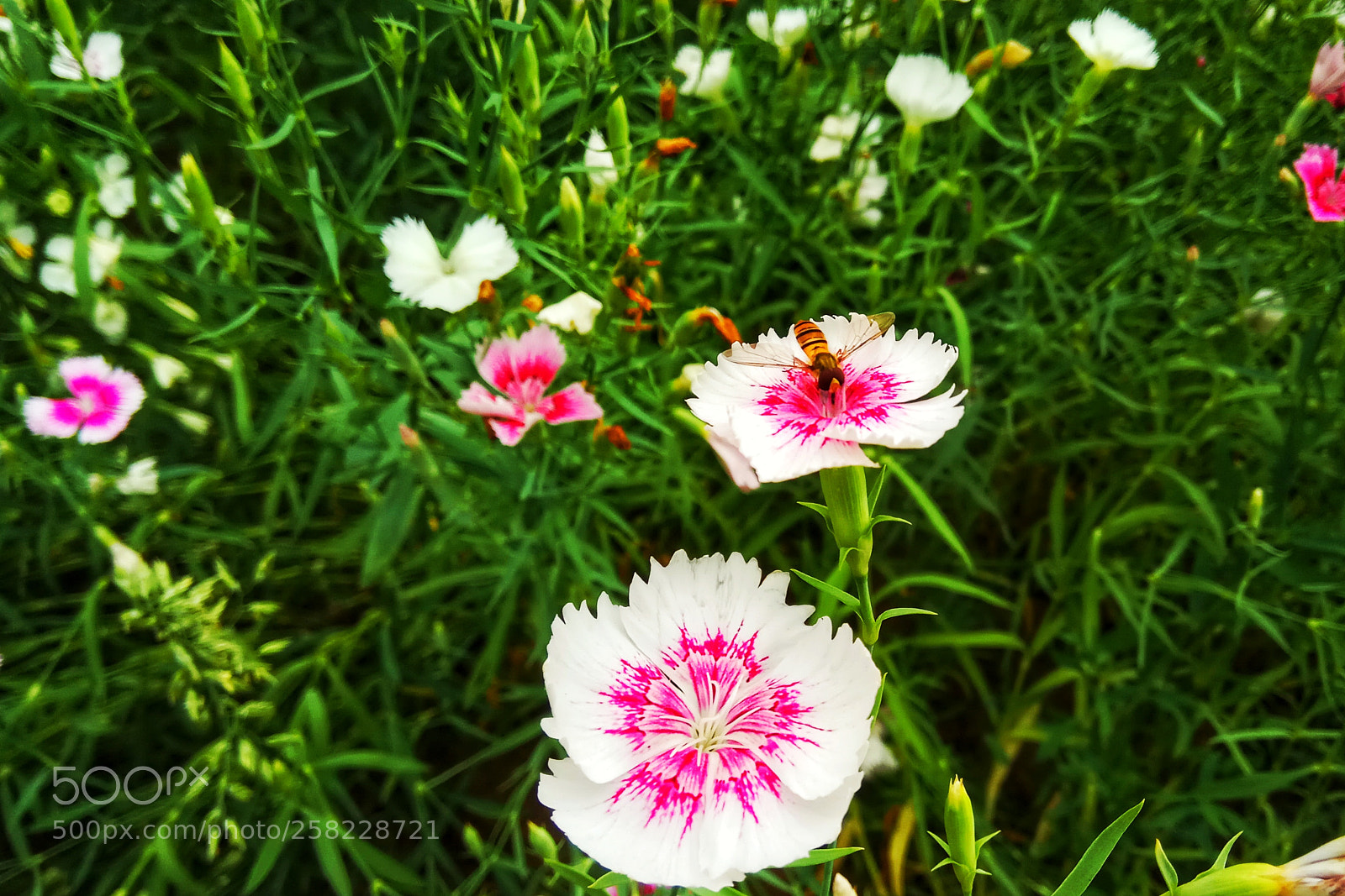 Xiaomi Redmi Note 4 sample photo. Untitled photography