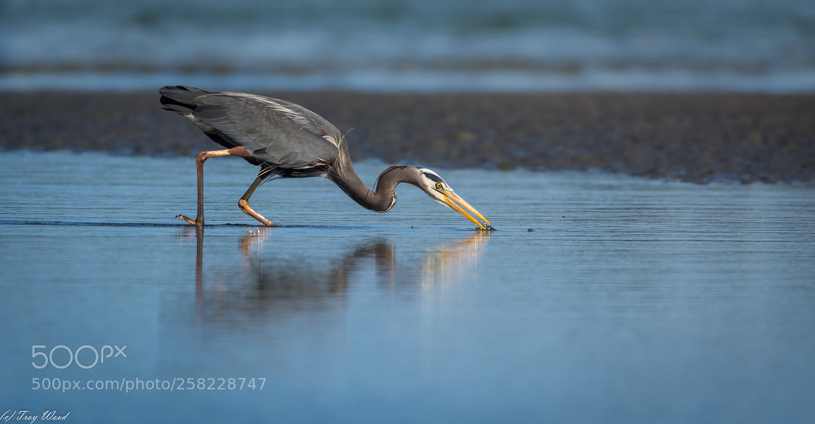 Nikon D7100 sample photo. Great blue heron feeding photography