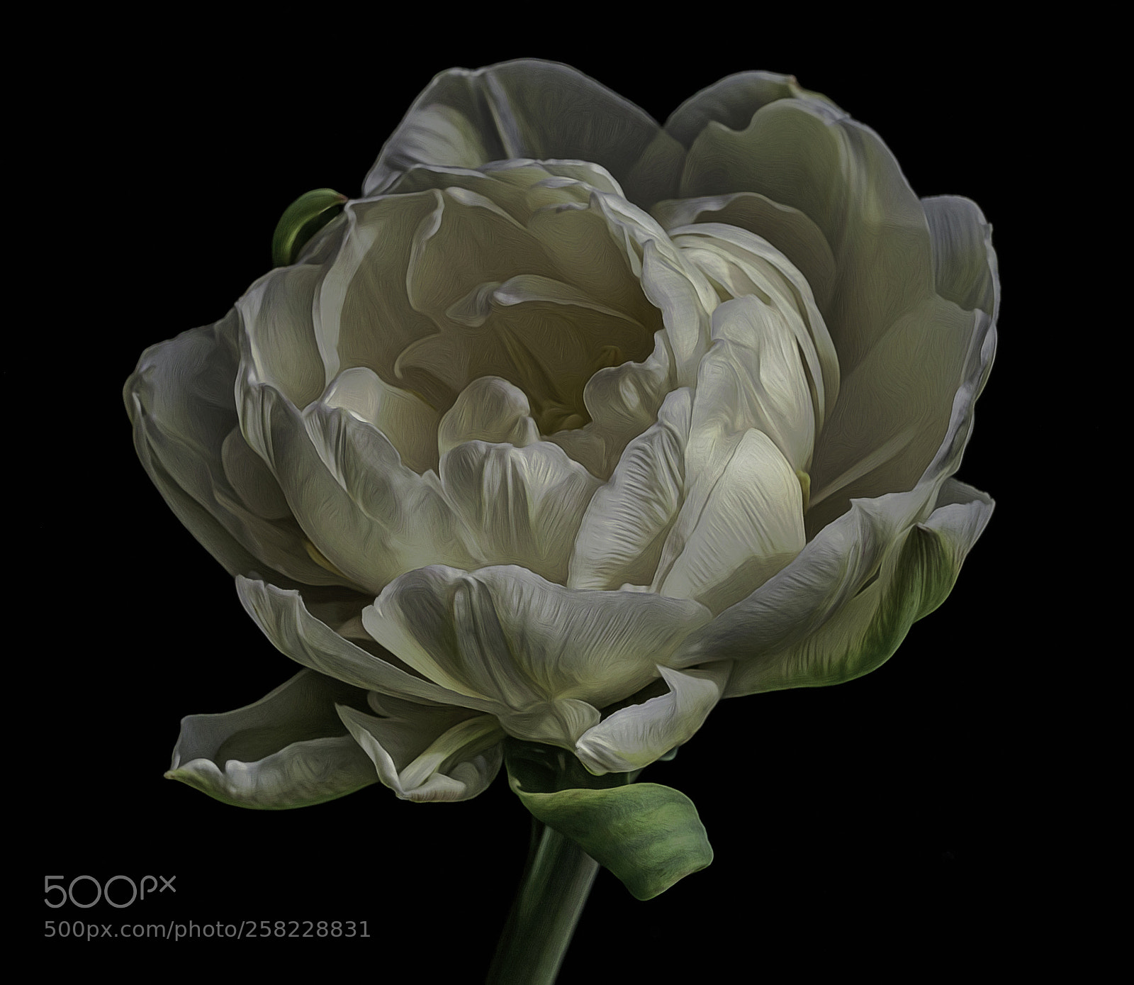 Canon EOS 6D sample photo. Peony tulip photography