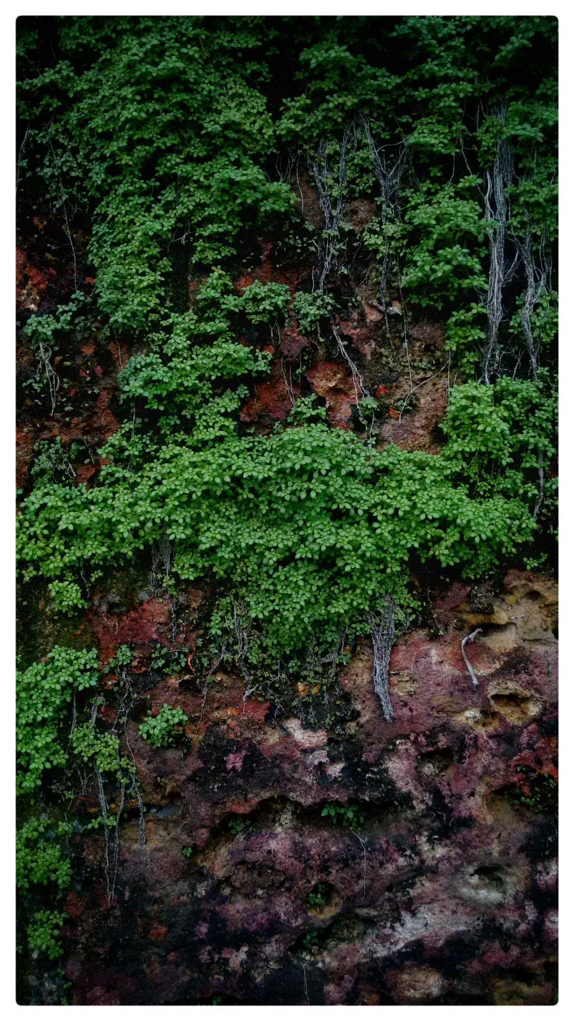 Motorola Moto G (2nd Gen) sample photo. Green wall photography