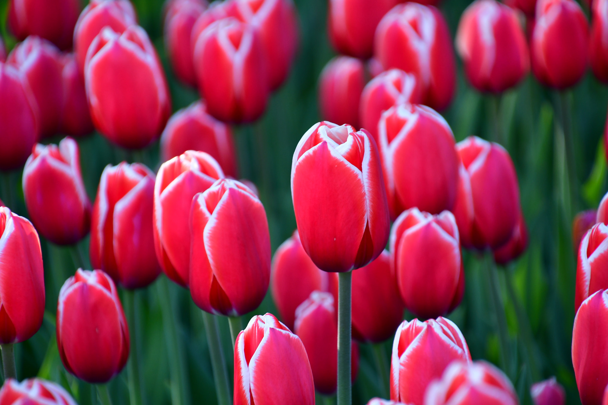 Nikon D7500 sample photo. Tulip festival  photography