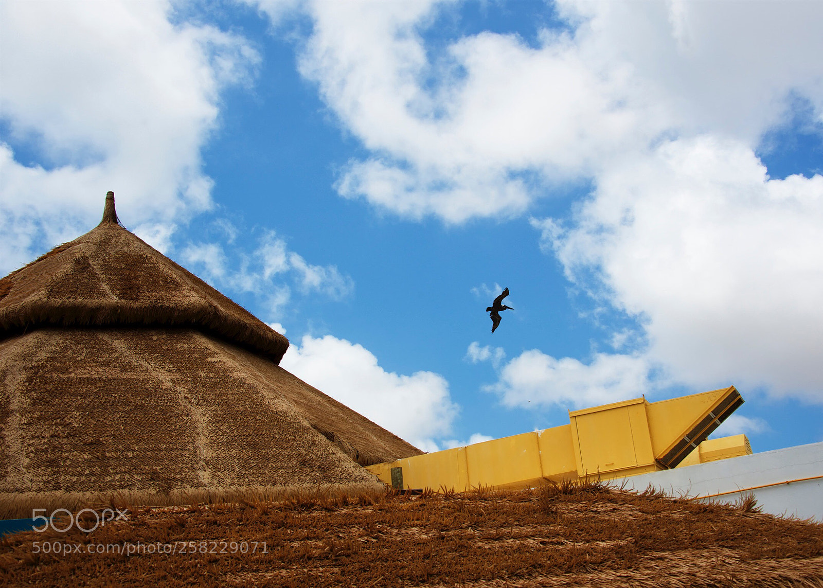 Nikon D800 sample photo. Fly over photography