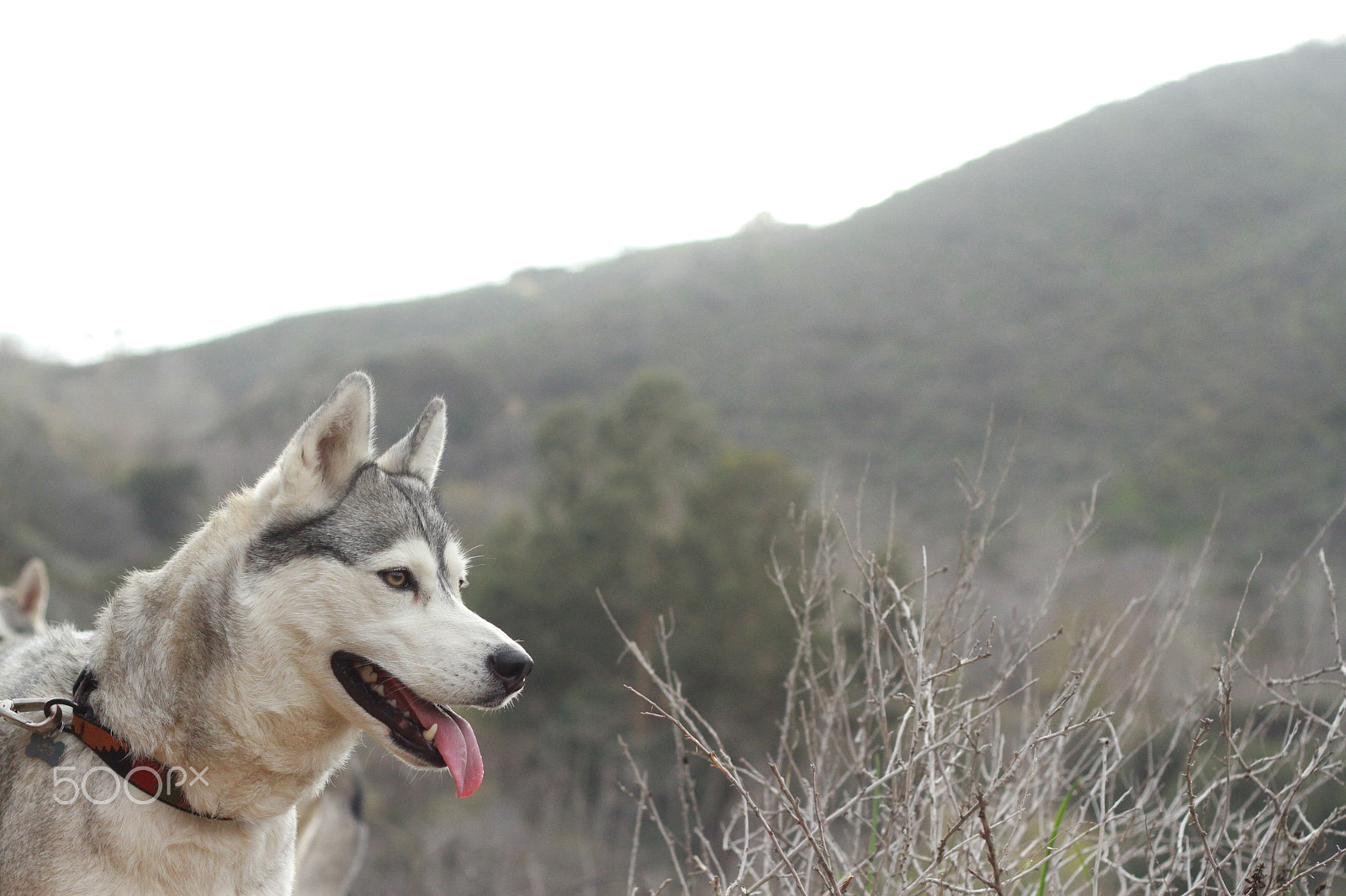 Canon EOS 7D + Canon EF 50mm F1.8 II sample photo. Img photography