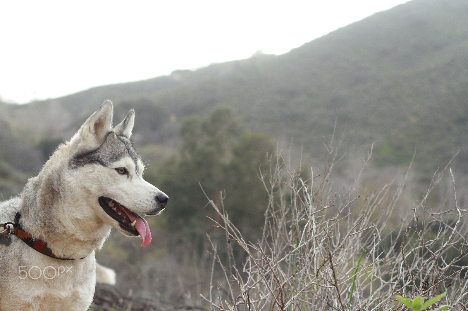 Canon EOS 7D + Canon EF 50mm F1.8 II sample photo. Img photography