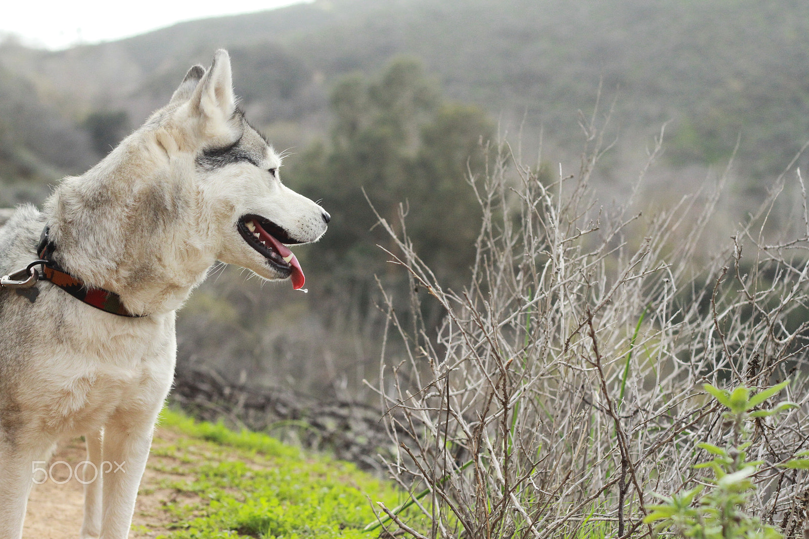 Canon EOS 7D + Canon EF 50mm F1.8 II sample photo. Img photography