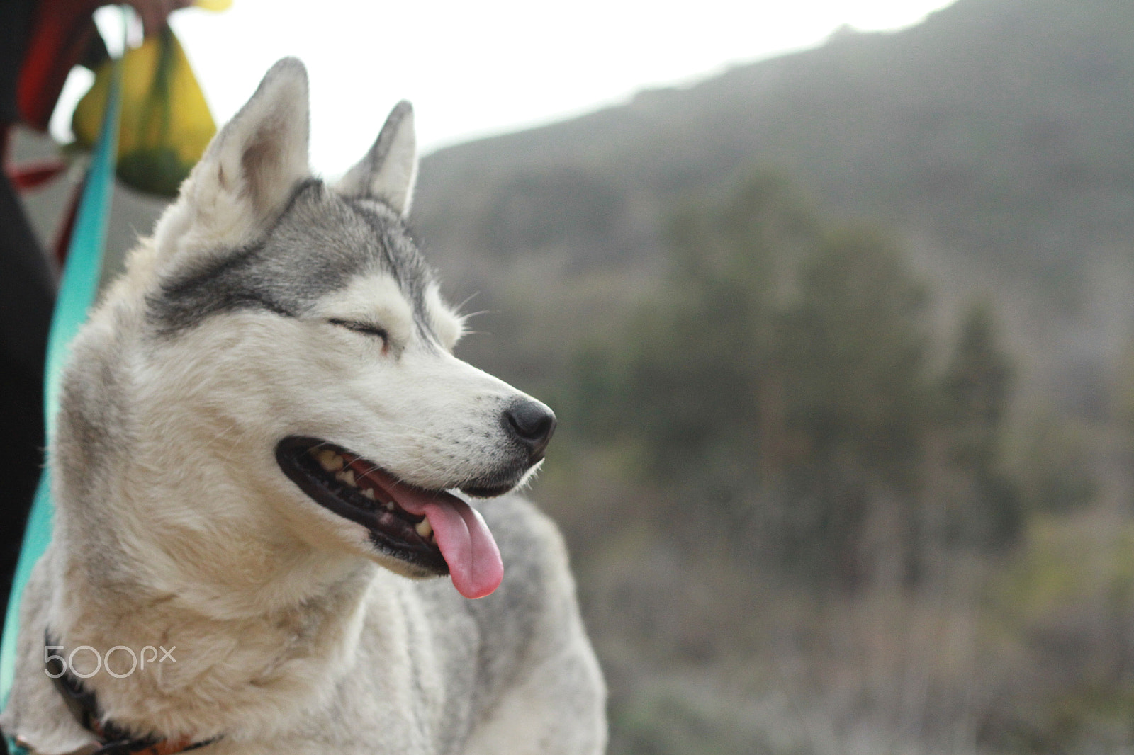 Canon EOS 7D + Canon EF 50mm F1.8 II sample photo. Img photography