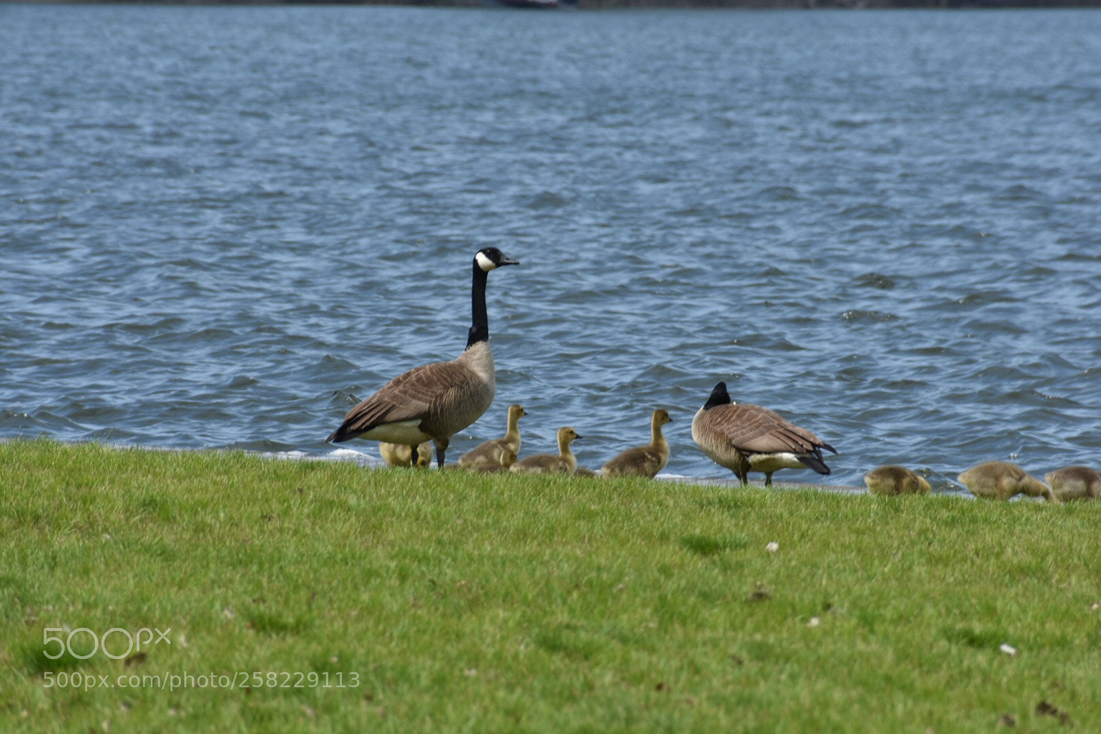 Nikon D3400 sample photo. Canada geese photography