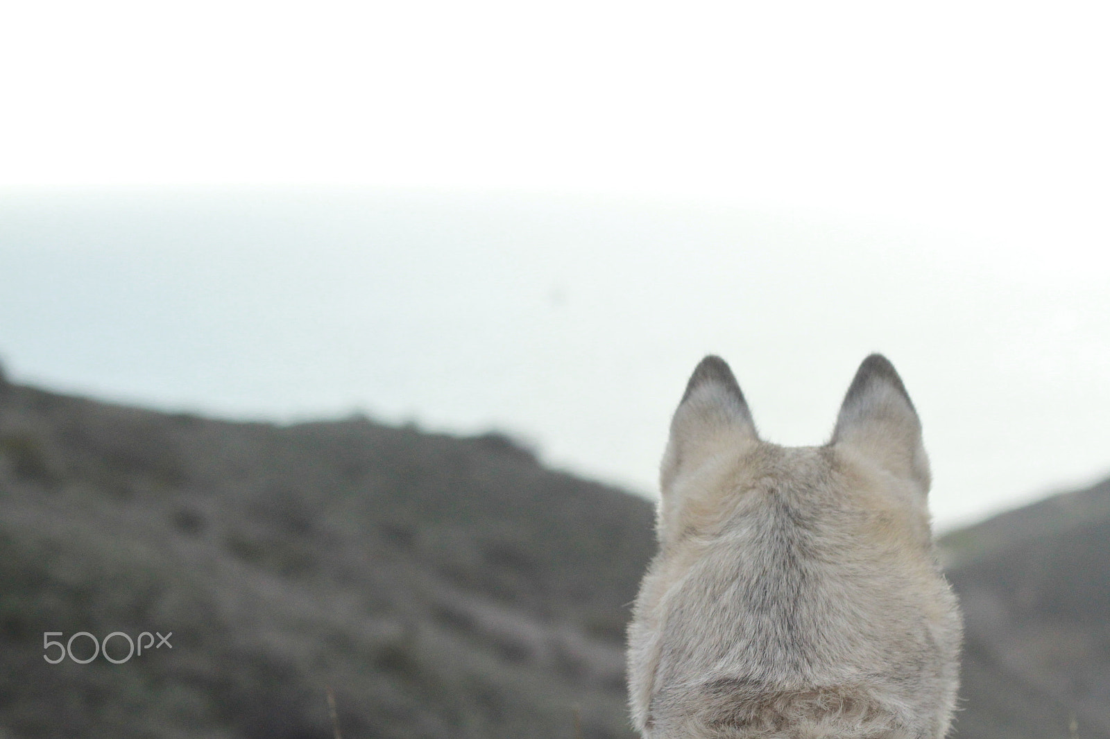 Canon EOS 7D + Canon EF 50mm F1.8 II sample photo. Img photography