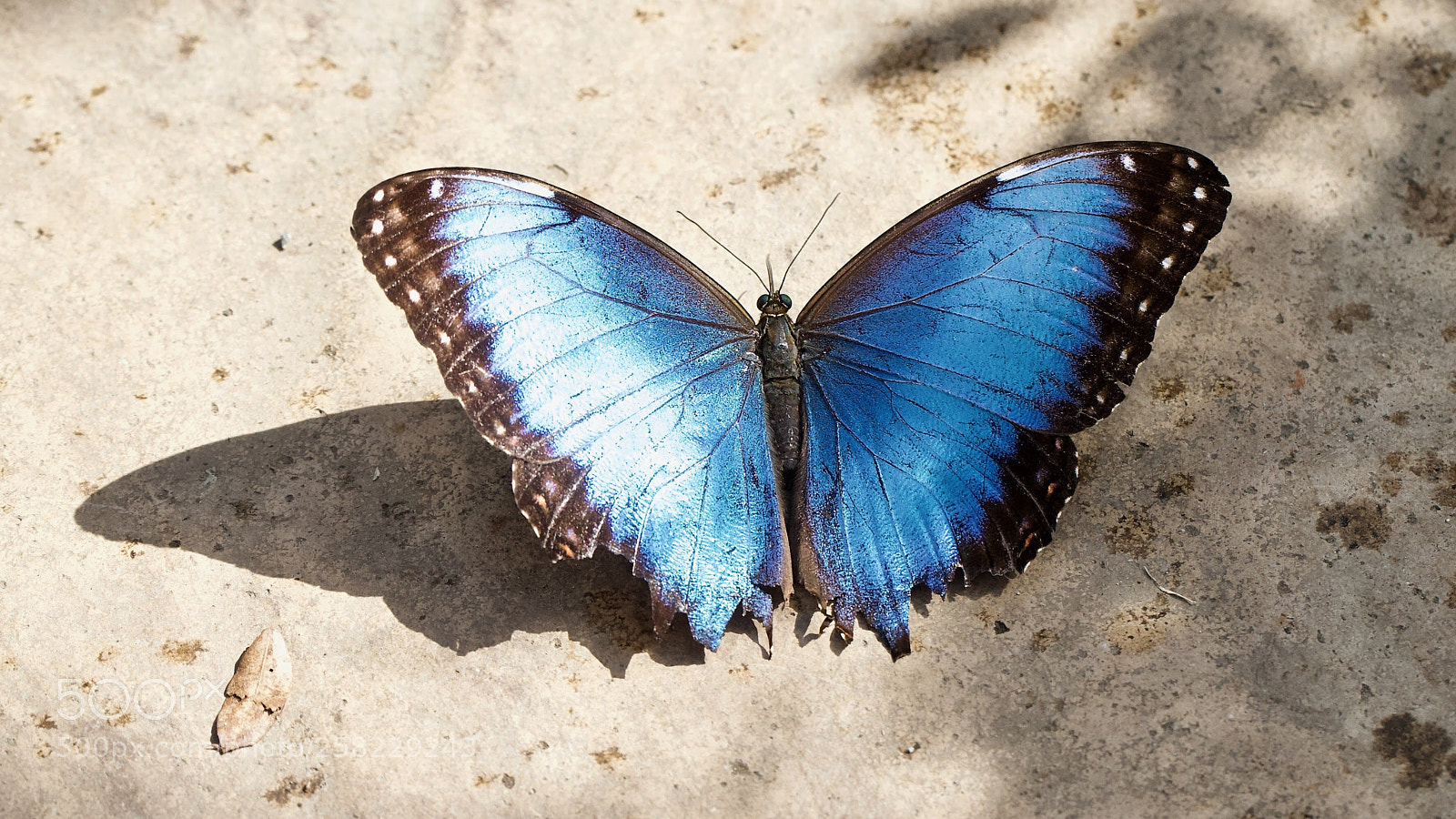 Canon EOS-1D X sample photo. Blue morpho butterfly photography