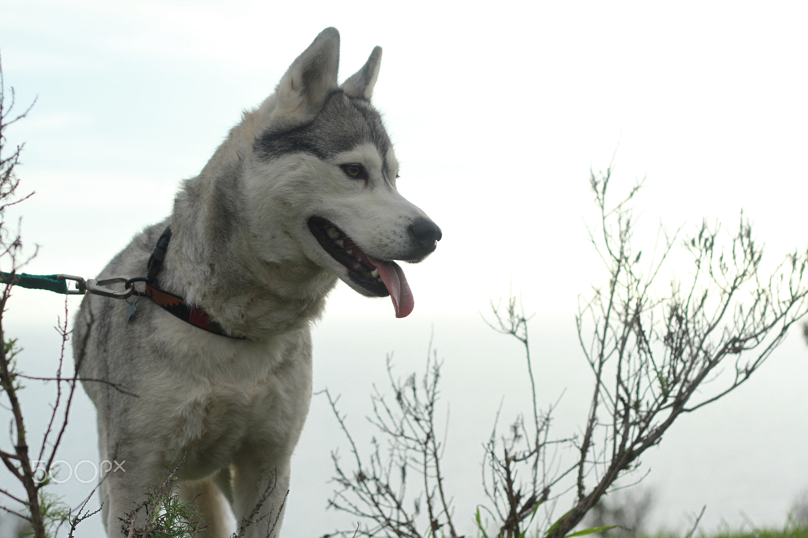 Canon EOS 7D + Canon EF 50mm F1.8 II sample photo. Img photography
