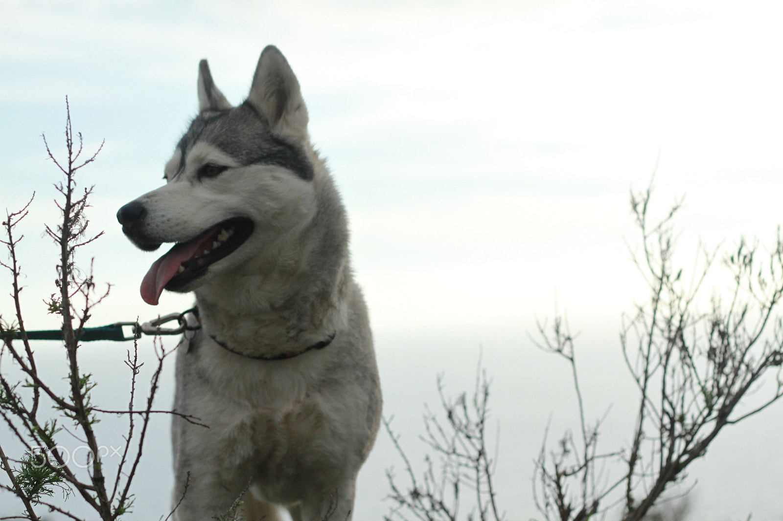 Canon EOS 7D + Canon EF 50mm F1.8 II sample photo. Img photography
