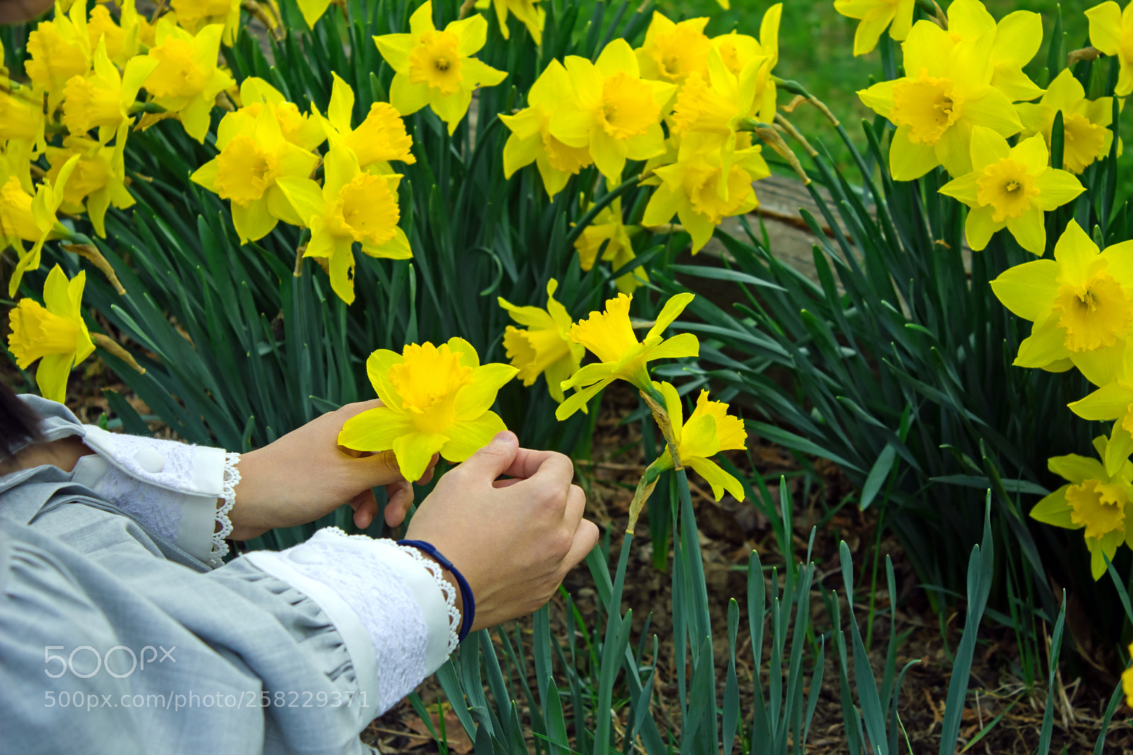 Canon EOS 600D (Rebel EOS T3i / EOS Kiss X5) sample photo. Girl amid the daffodils photography