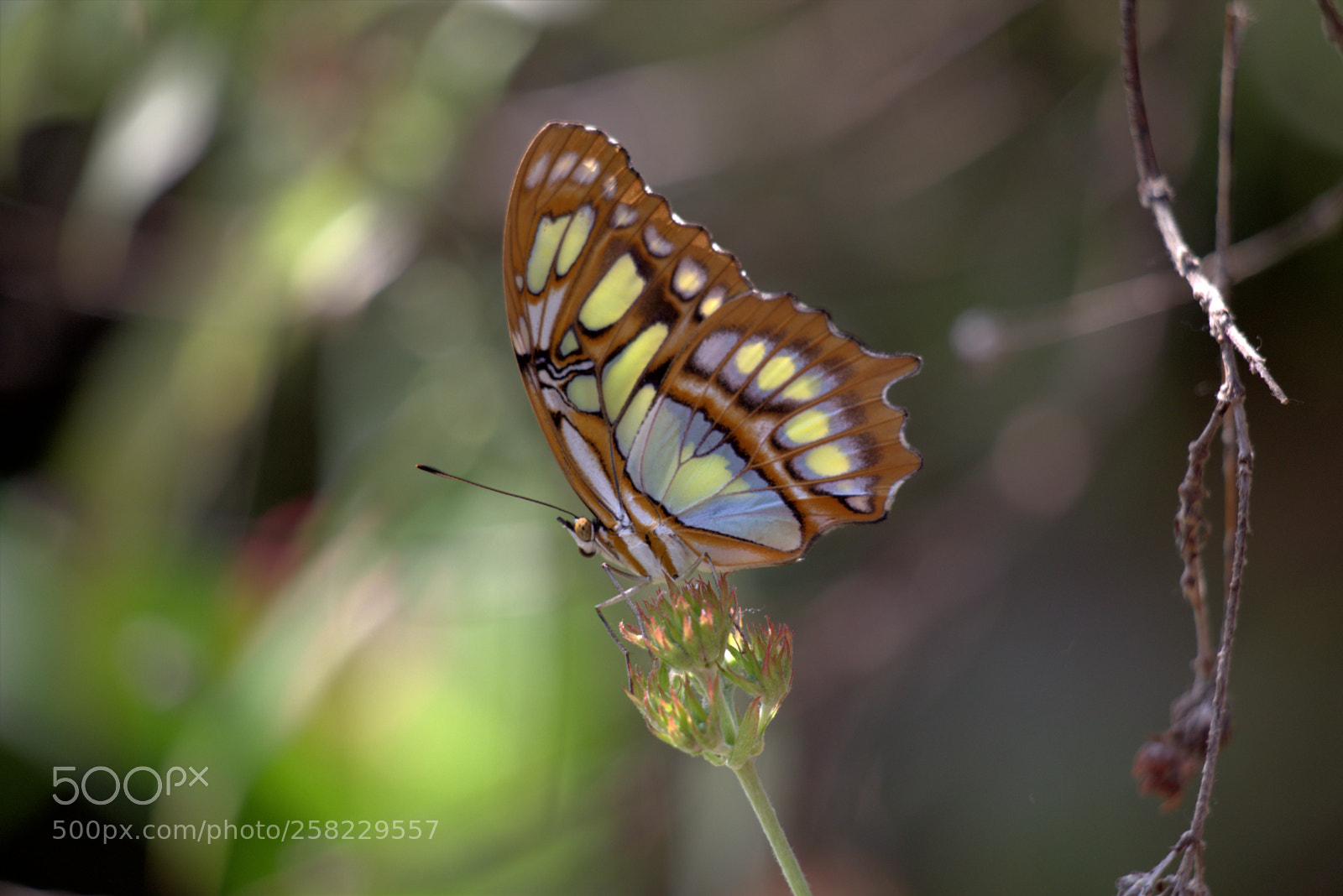 Canon EOS 6D sample photo. Butterfly vi photography