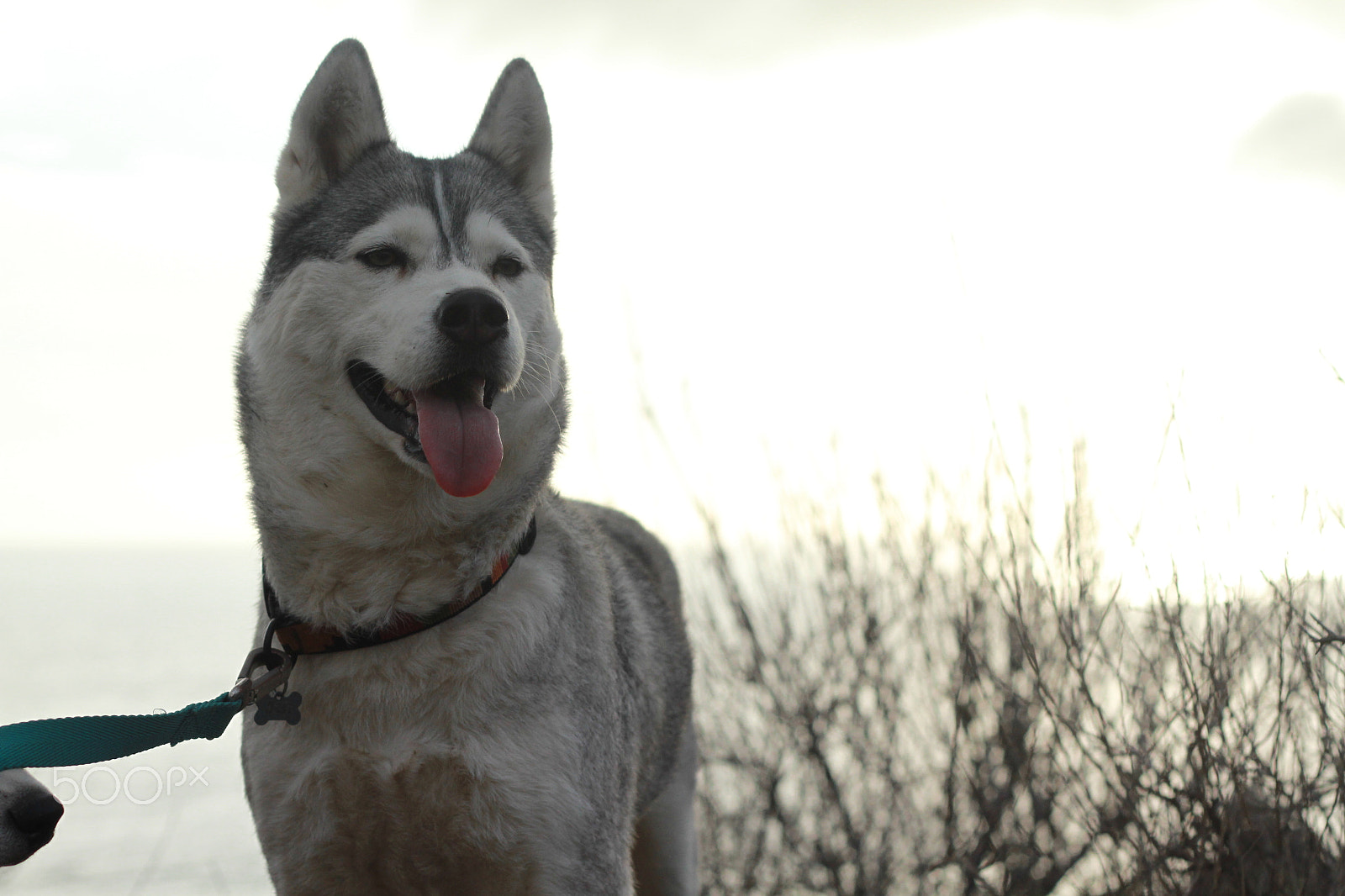 Canon EOS 7D + Canon EF 50mm F1.8 II sample photo. Img photography