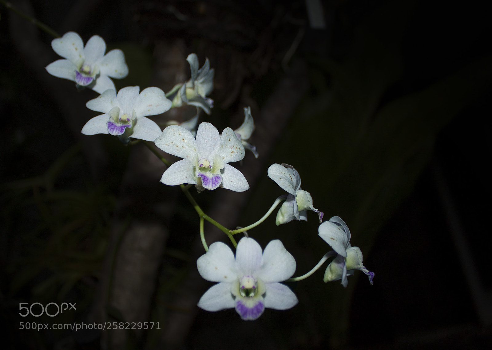 Canon EOS 500D (EOS Rebel T1i / EOS Kiss X3) sample photo. White orchid photography