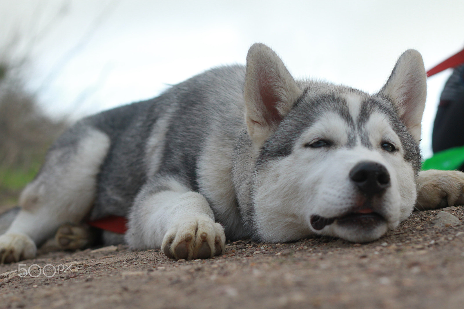Canon EOS 7D + Canon EF 50mm F1.8 II sample photo. Img photography