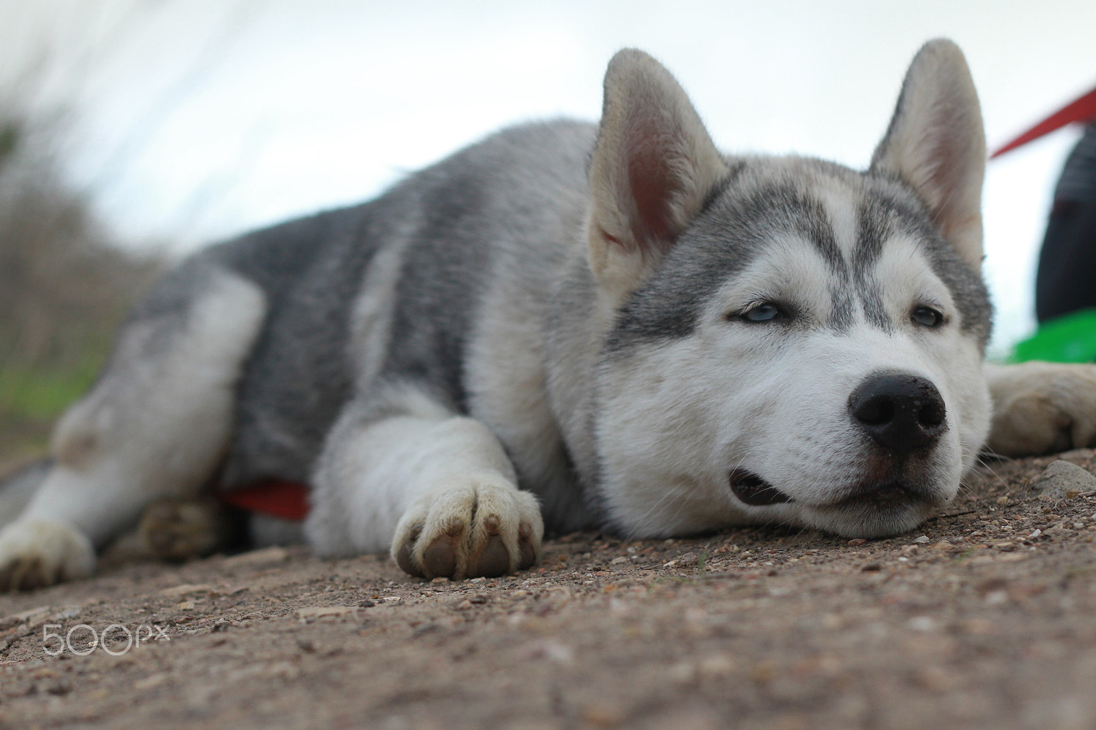 Canon EOS 7D + Canon EF 50mm F1.8 II sample photo. Img photography