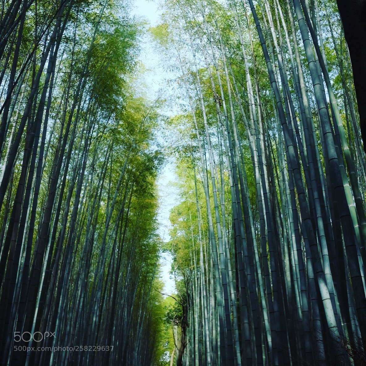 Fujifilm X70 sample photo. Nature photography