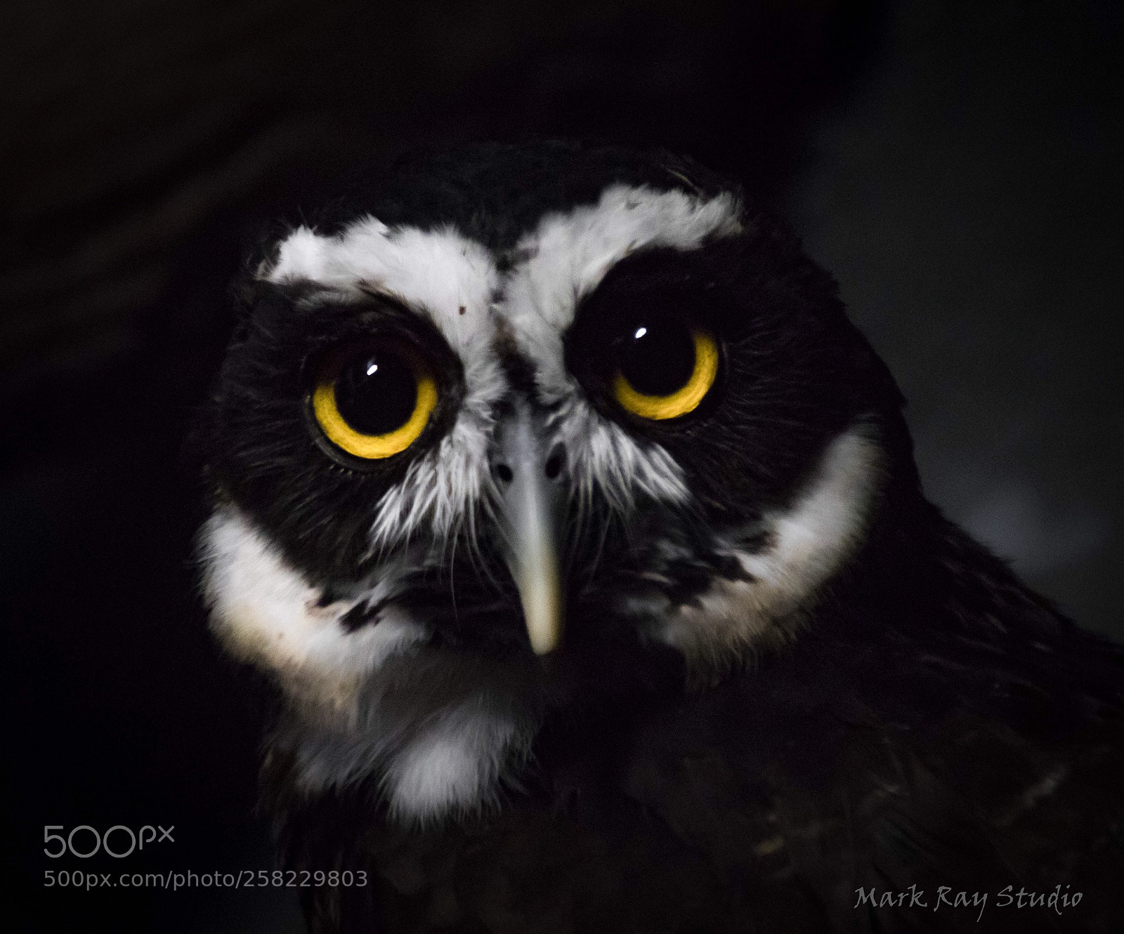 Canon EOS 80D sample photo. Spectacled owl photography