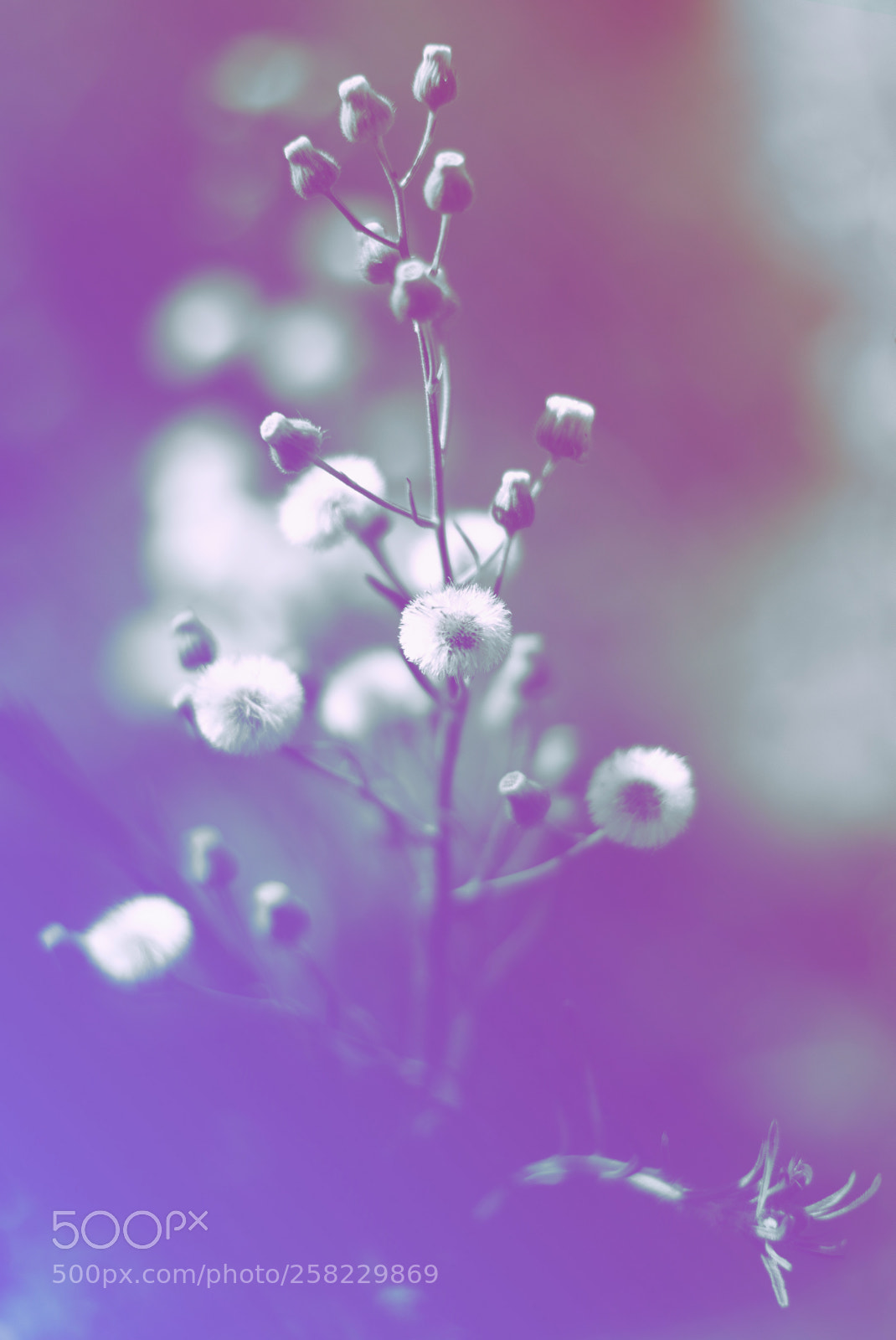 Nikon D5300 sample photo. Dream 2 photography