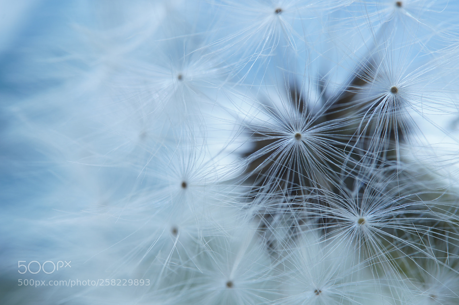 Sony SLT-A57 sample photo. Fluff photography
