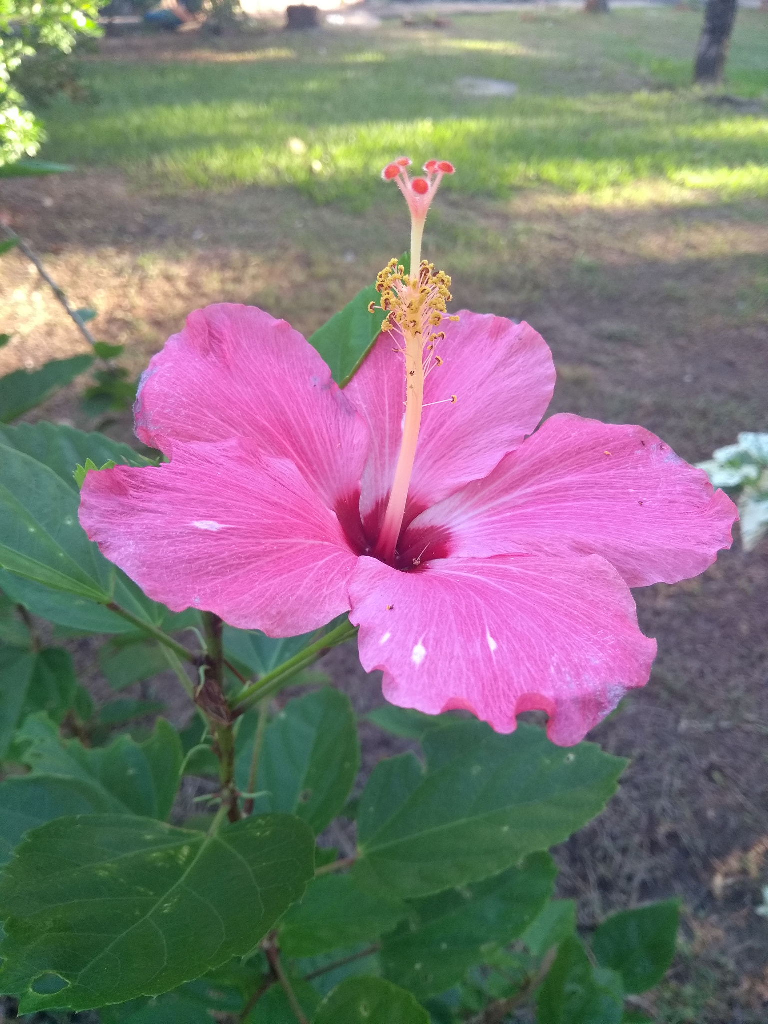 Motorola Moto G (5th Gen) sample photo. Pink color photography