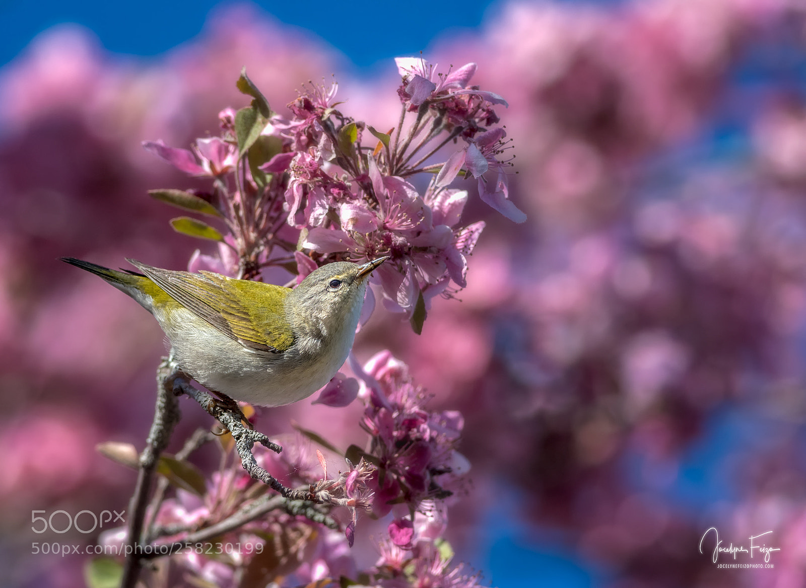 Nikon D750 sample photo. Tennessee warbler photography