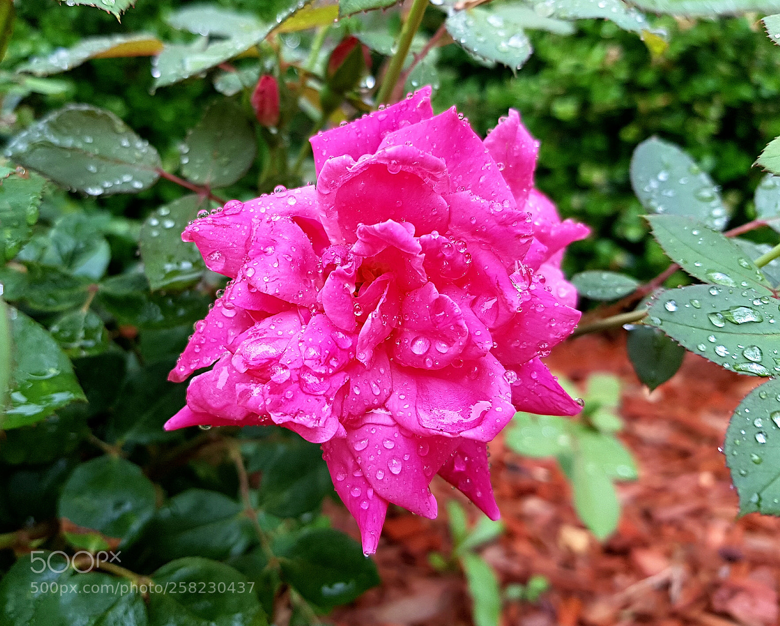 Samsung Galaxy S8+ sample photo. Rose!!! photography