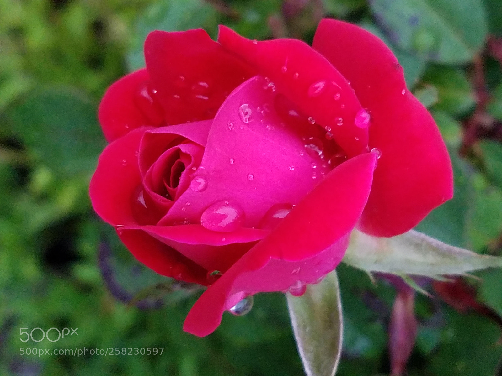 Samsung Galaxy S7 sample photo. Rose water photography