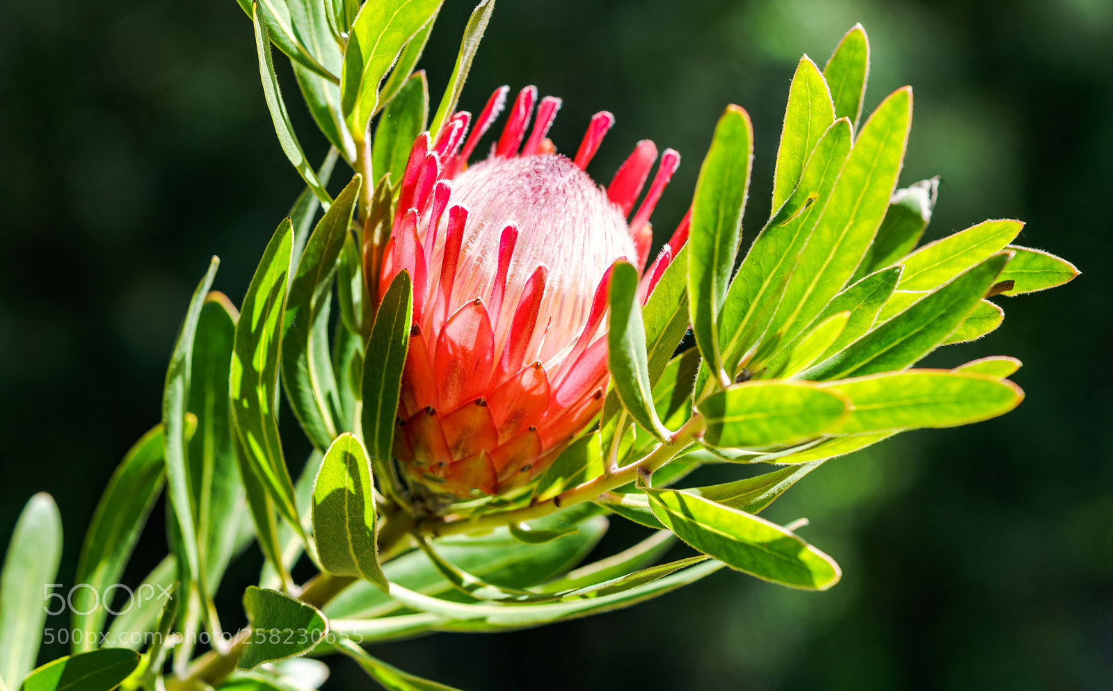 Sony a7R II sample photo. Protea photography
