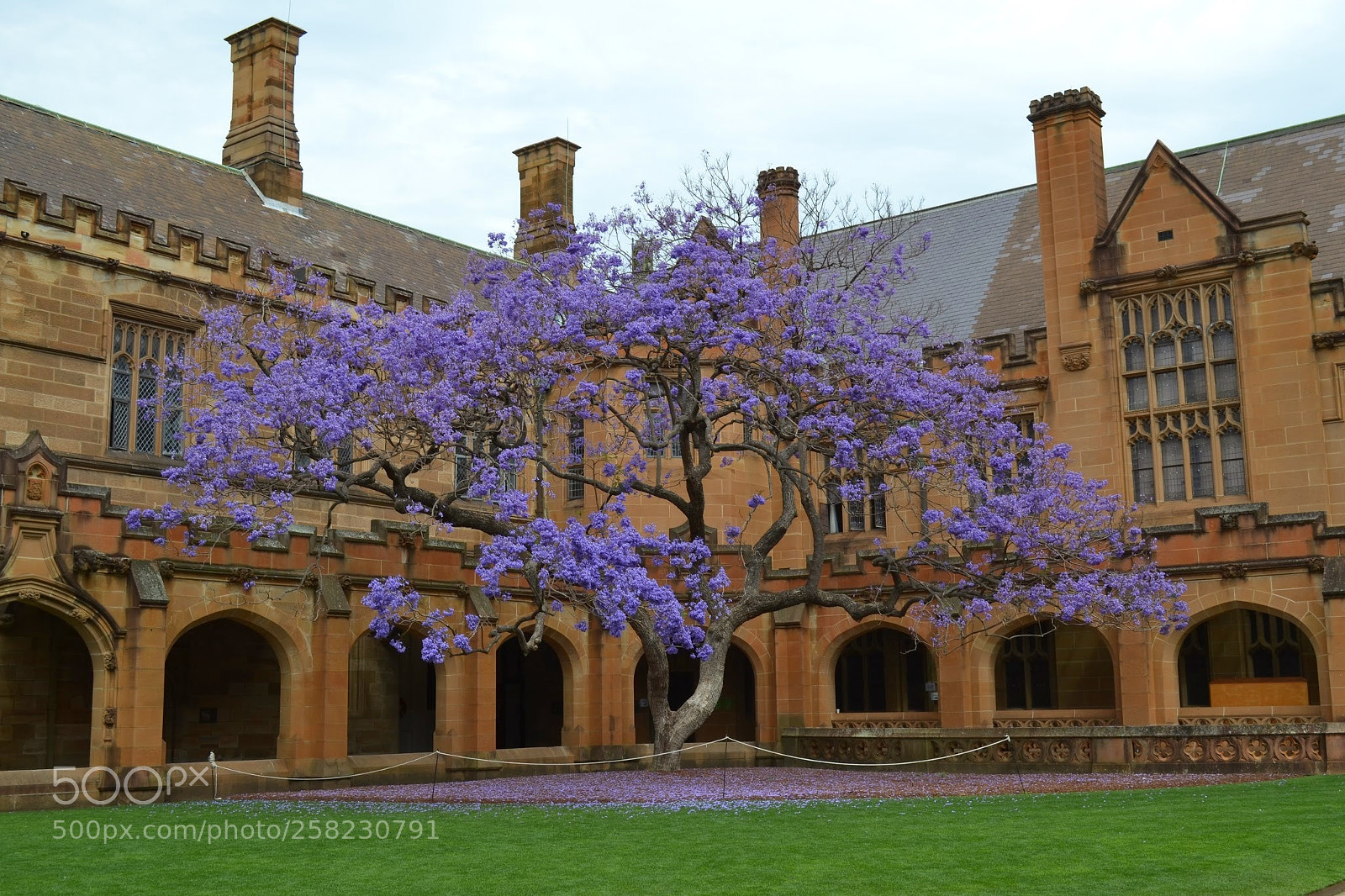 Nikon D3100 sample photo. Jacaranda mimosifolia in the photography
