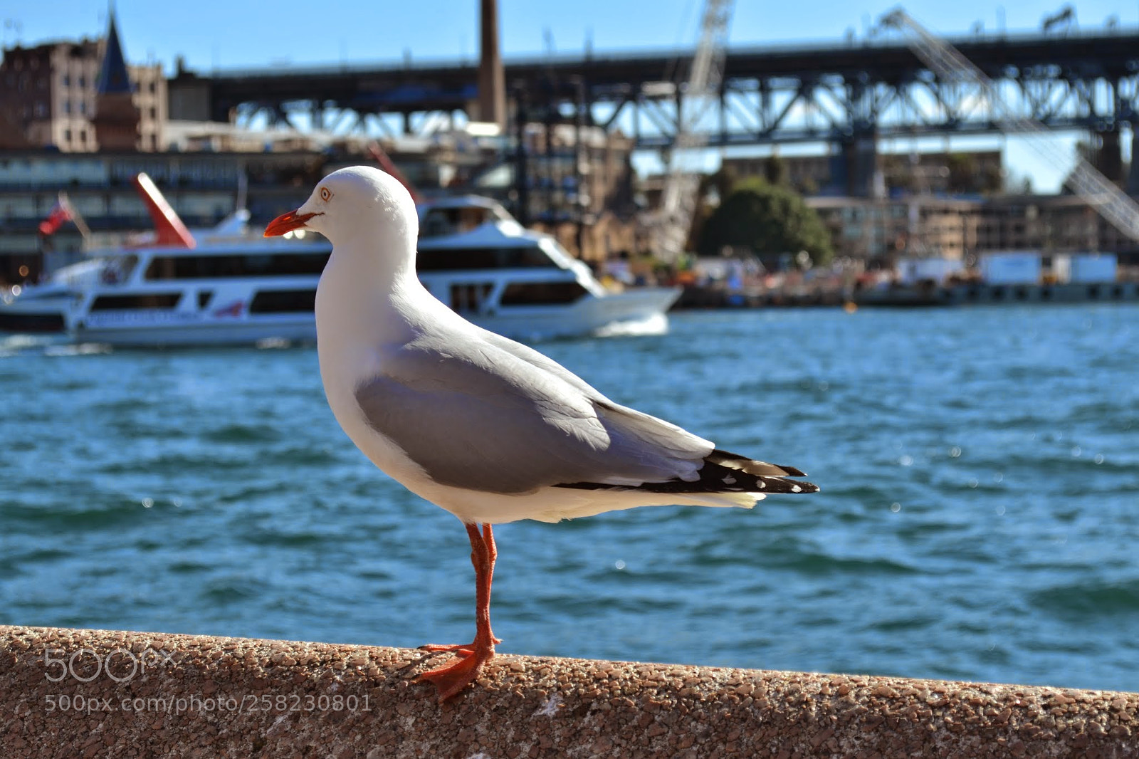 Nikon D3100 sample photo. Sea gull photography