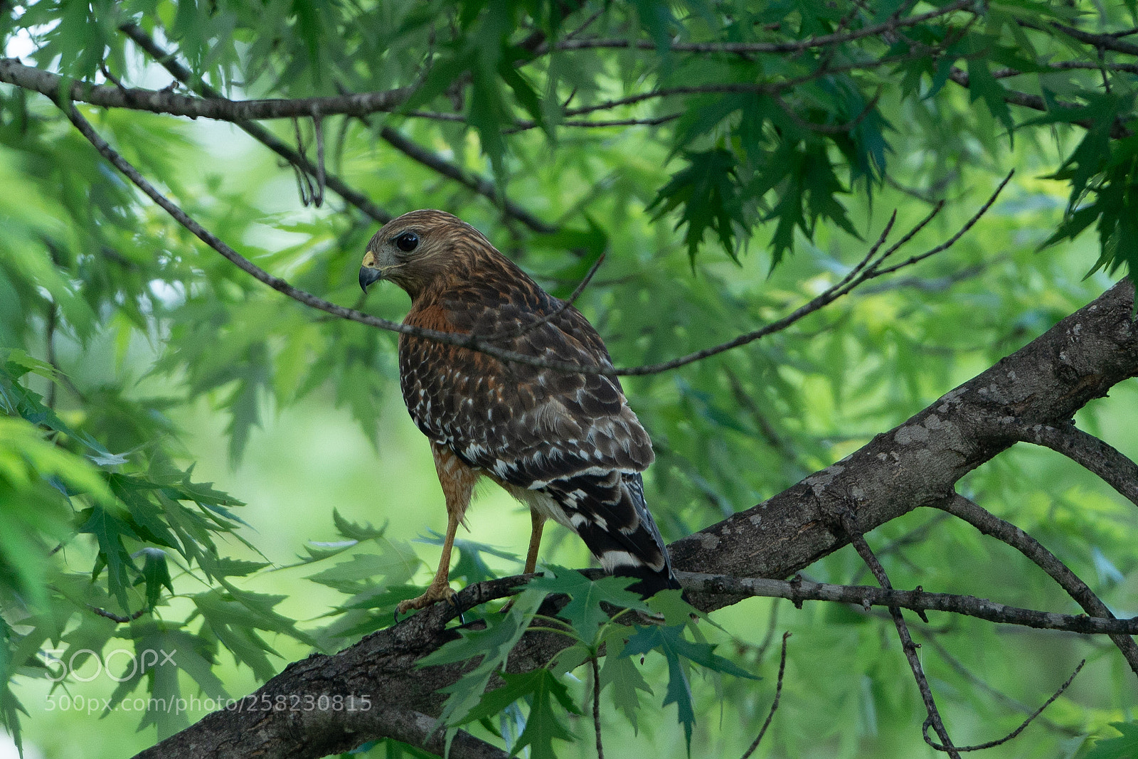 Sony a7R II sample photo. Red shouldered hawk photography