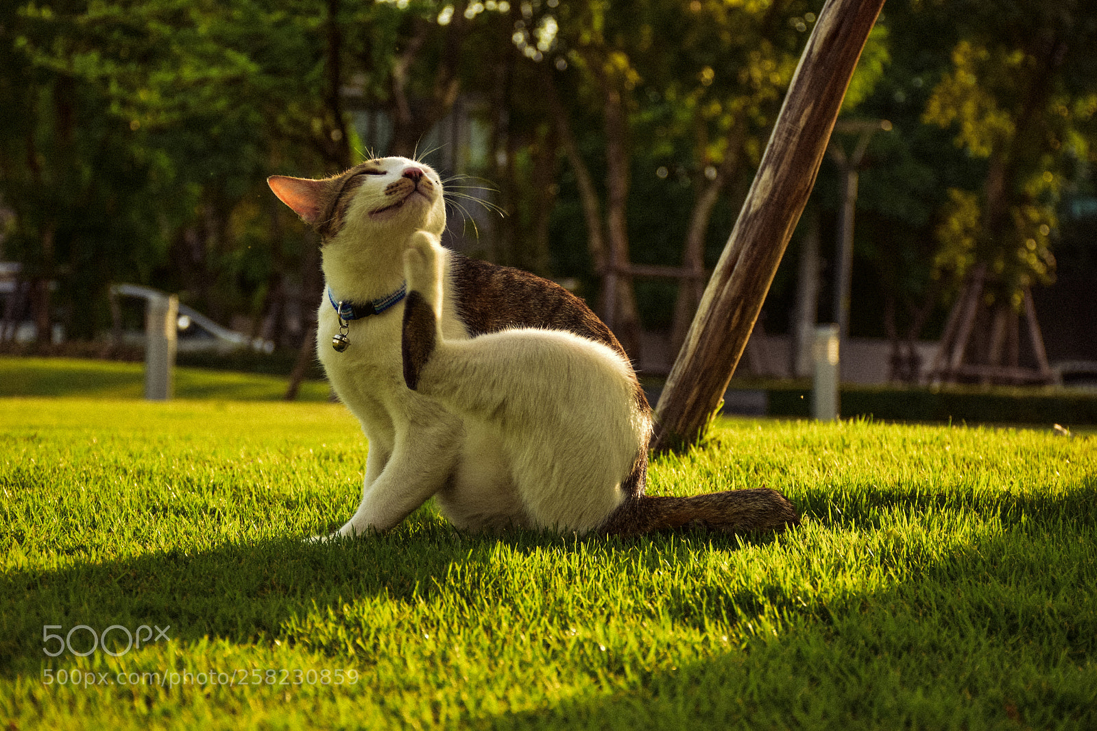 Nikon D5300 sample photo. Cat on grassland photography