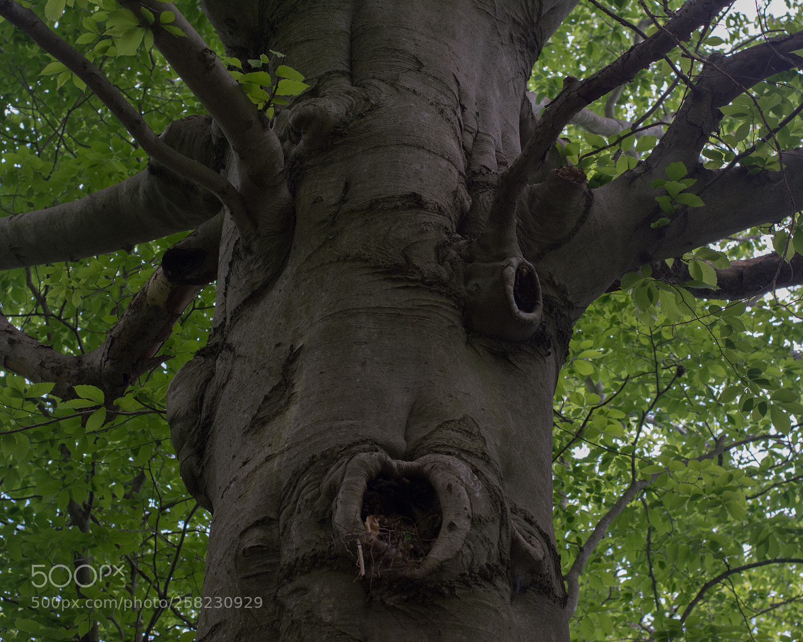 Nikon D5200 sample photo. Grump tree photography