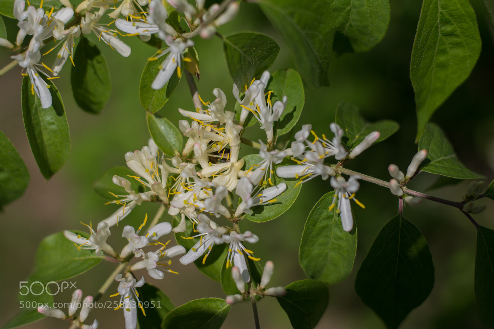 Nikon D5200 sample photo. Focus photography