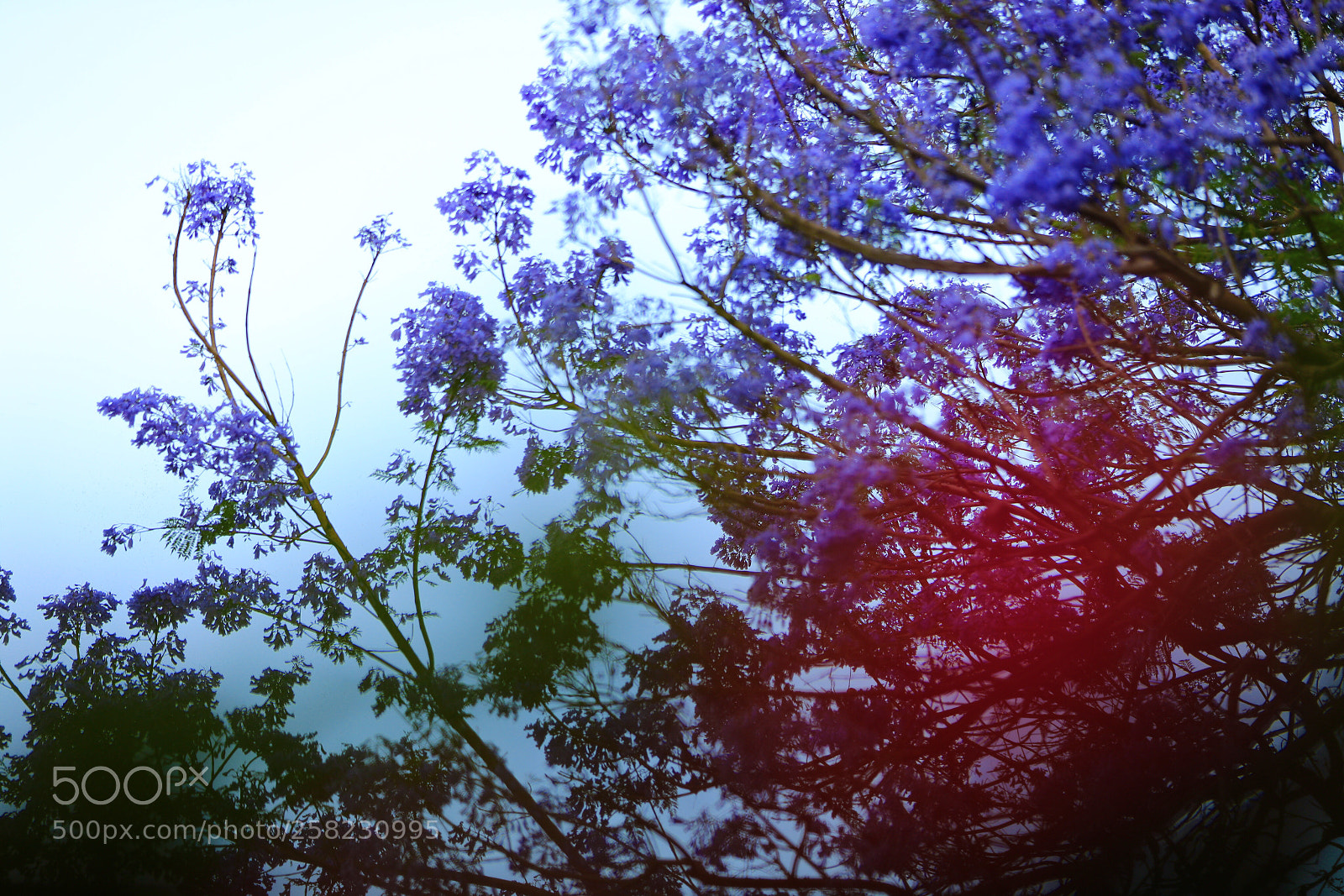 Canon EOS 5D Mark IV sample photo. Untitled photography