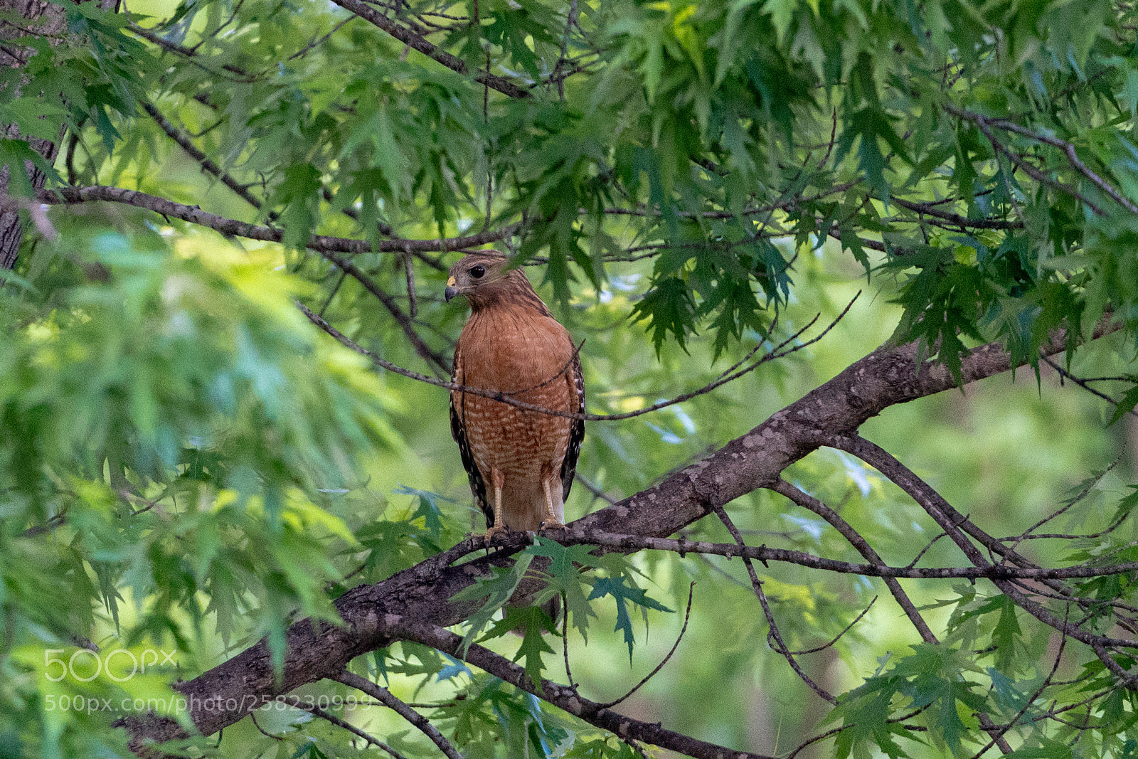 Sony a7R II sample photo. Red shouldered hawk... photography