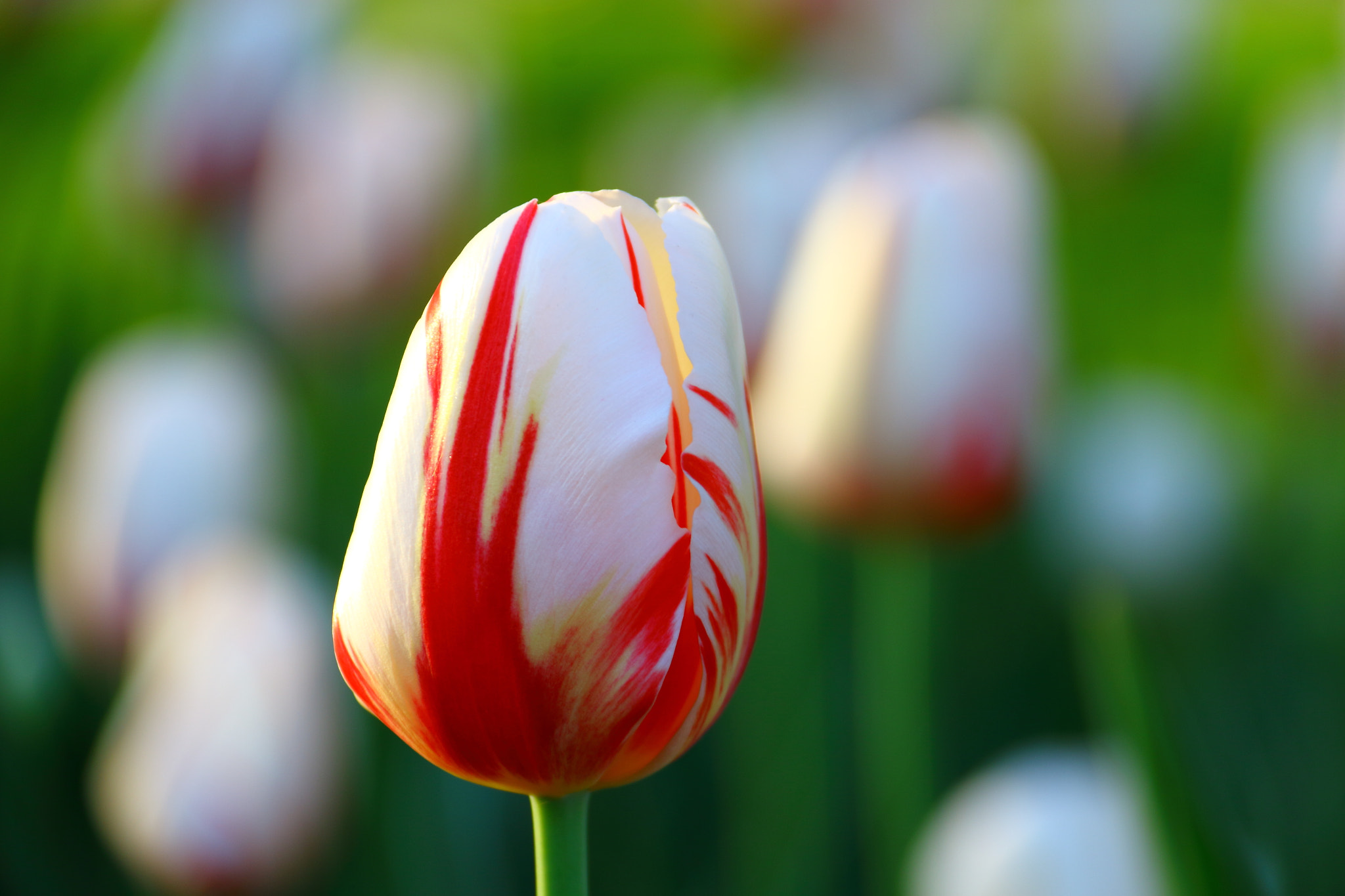 Canon EF-S 18-200mm F3.5-5.6 IS sample photo. 150 tulip photography