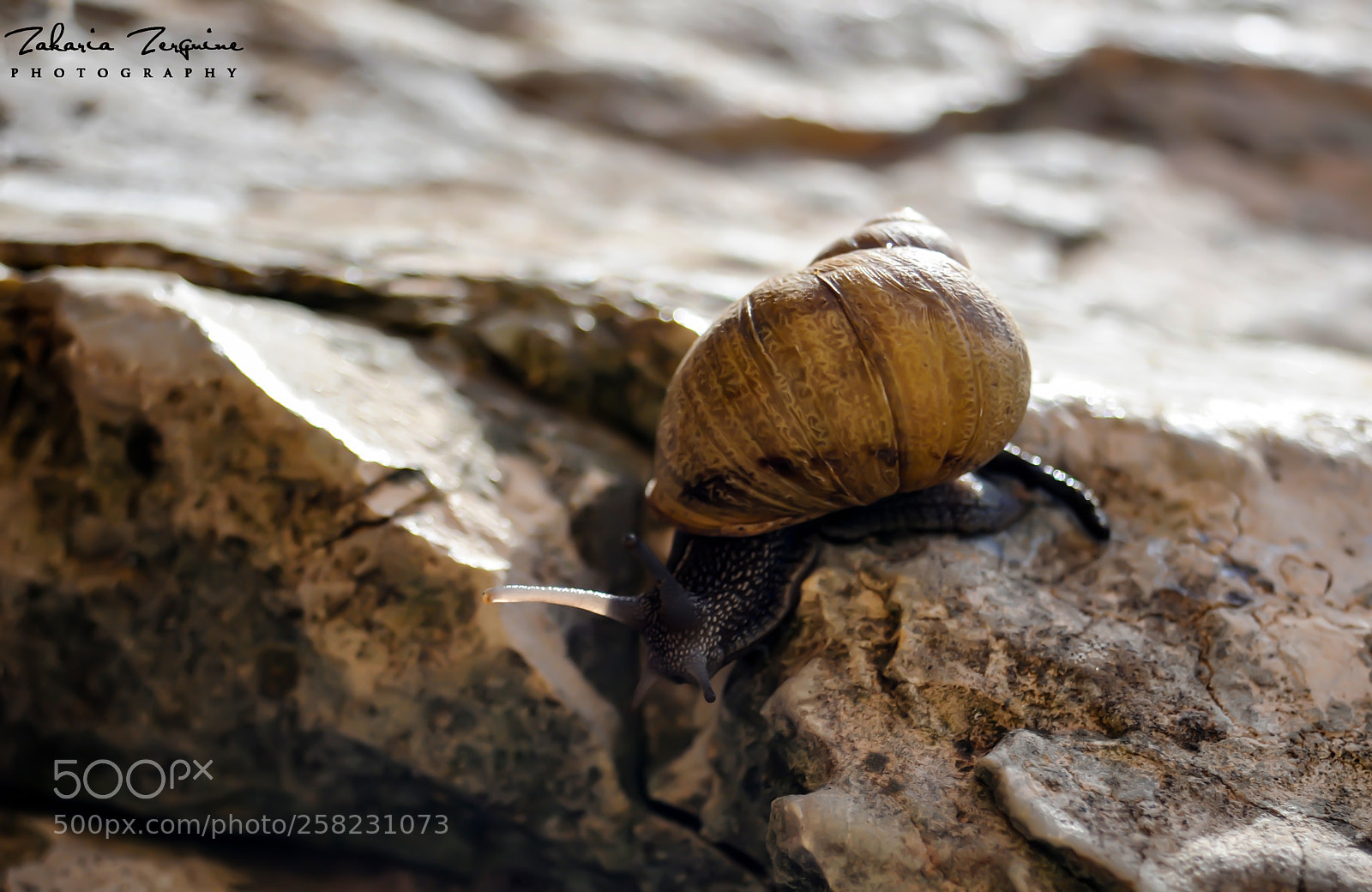 Nikon D700 sample photo. Untitled photography